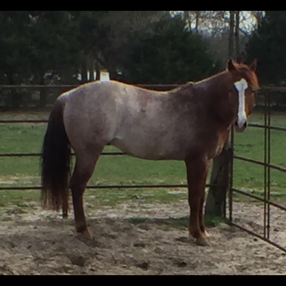 💥Meet your Posher 😁 - Picture 8 of 8